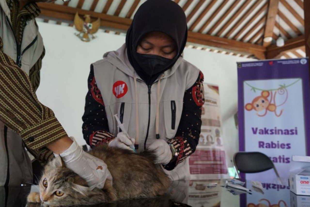 Kota Yogyakarta Siapkan 3.000 Dosis Vaksin Rabies Gratis Sepanjang September 2026