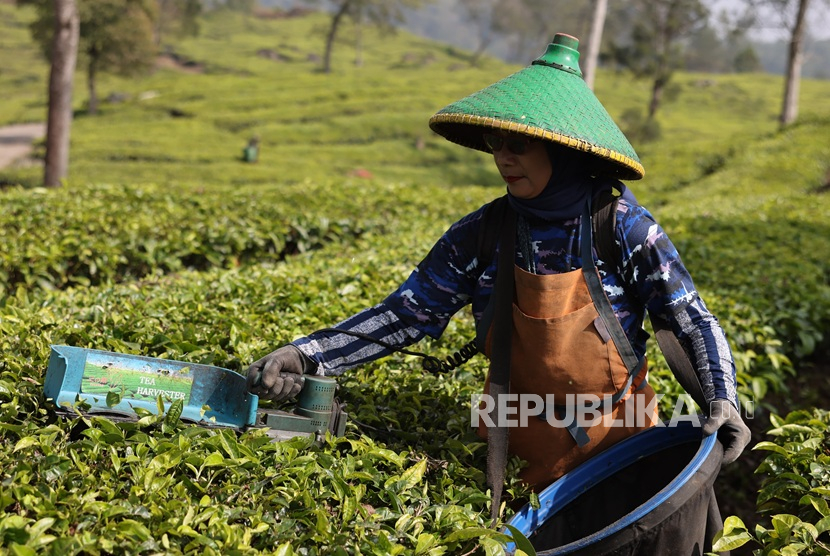 Puskopkar PTPN VIII Mulai Diversifikasi Usaha untuk Kurangi Ketergantungan